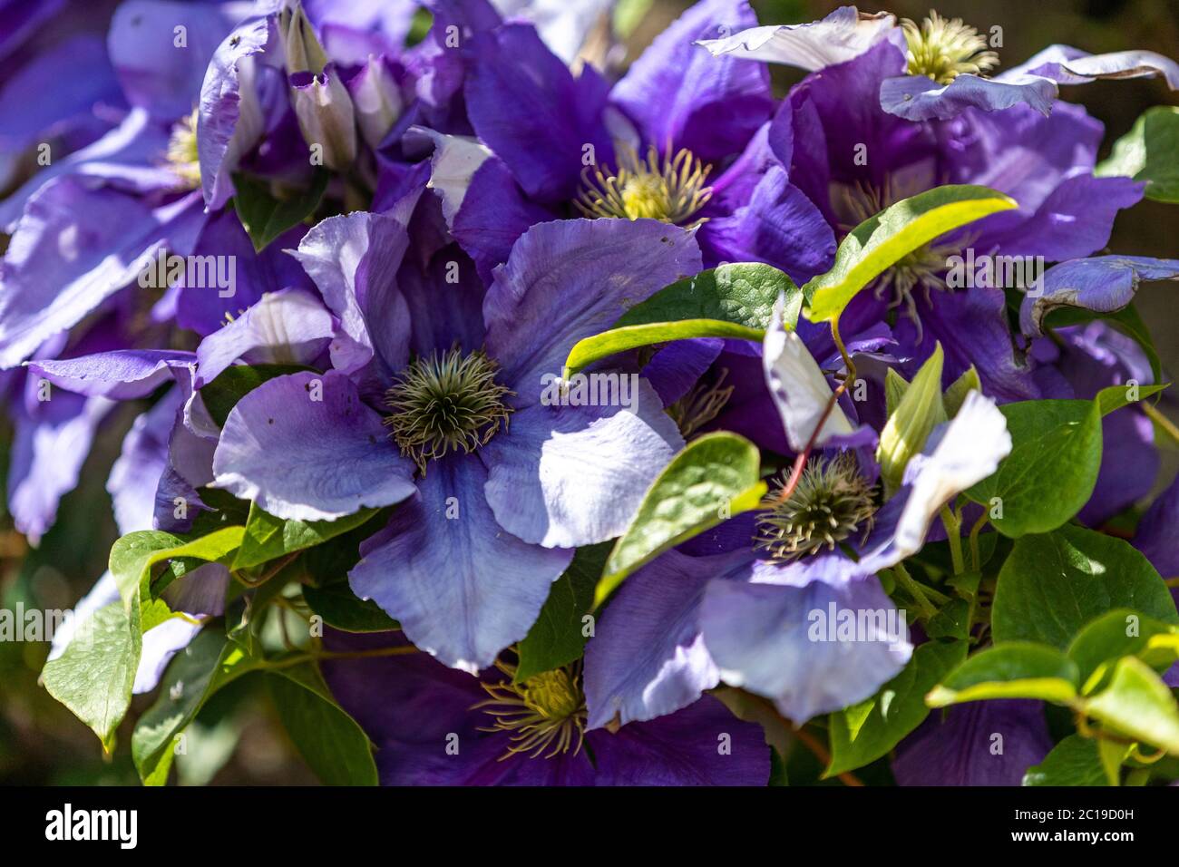 Clematis 'General Sikorski', deciduous climbing plant in full flower. Stock Photo