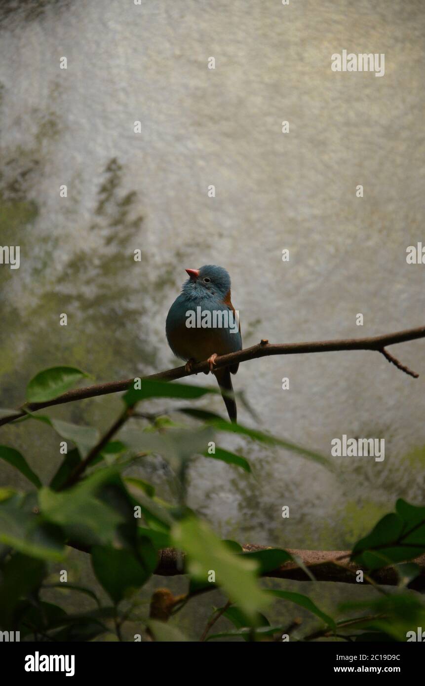 A Blue-breasted Cordonbleu in Frankfurt zoo Stock Photo
