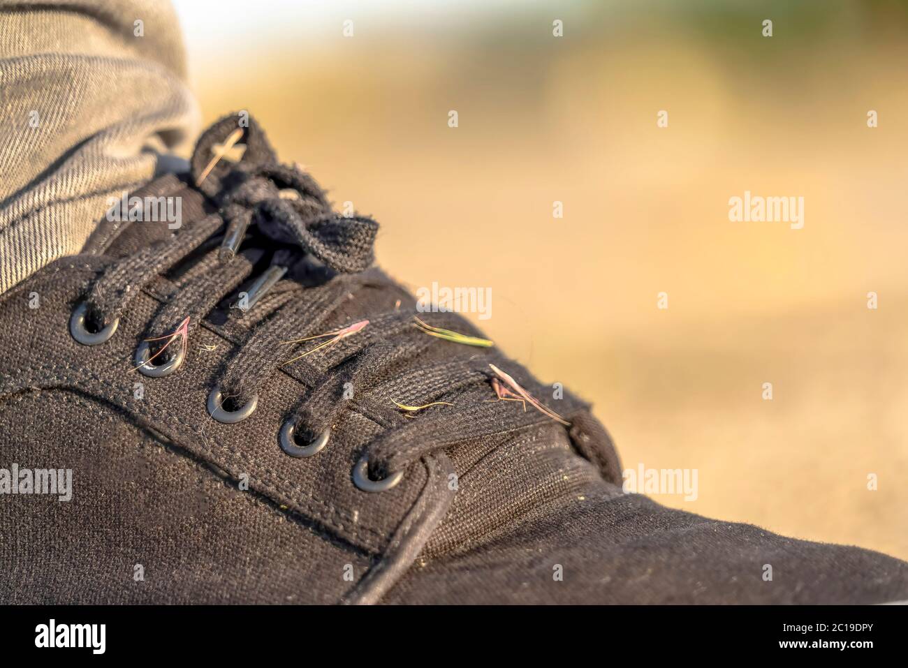 Hitchhiker grass weeds on the lace up black canvas sneaker shoes of a man Stock Photo