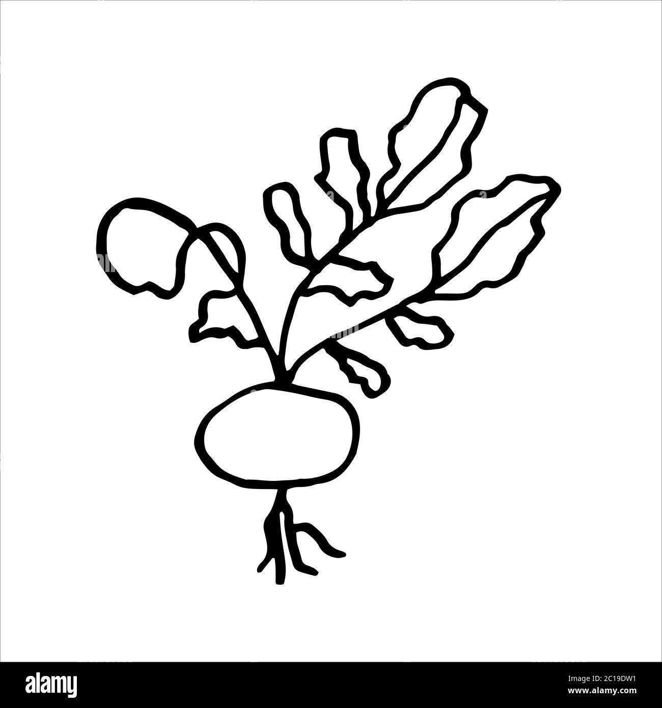 Isolated on white background picture radish hand- drawing doodle 