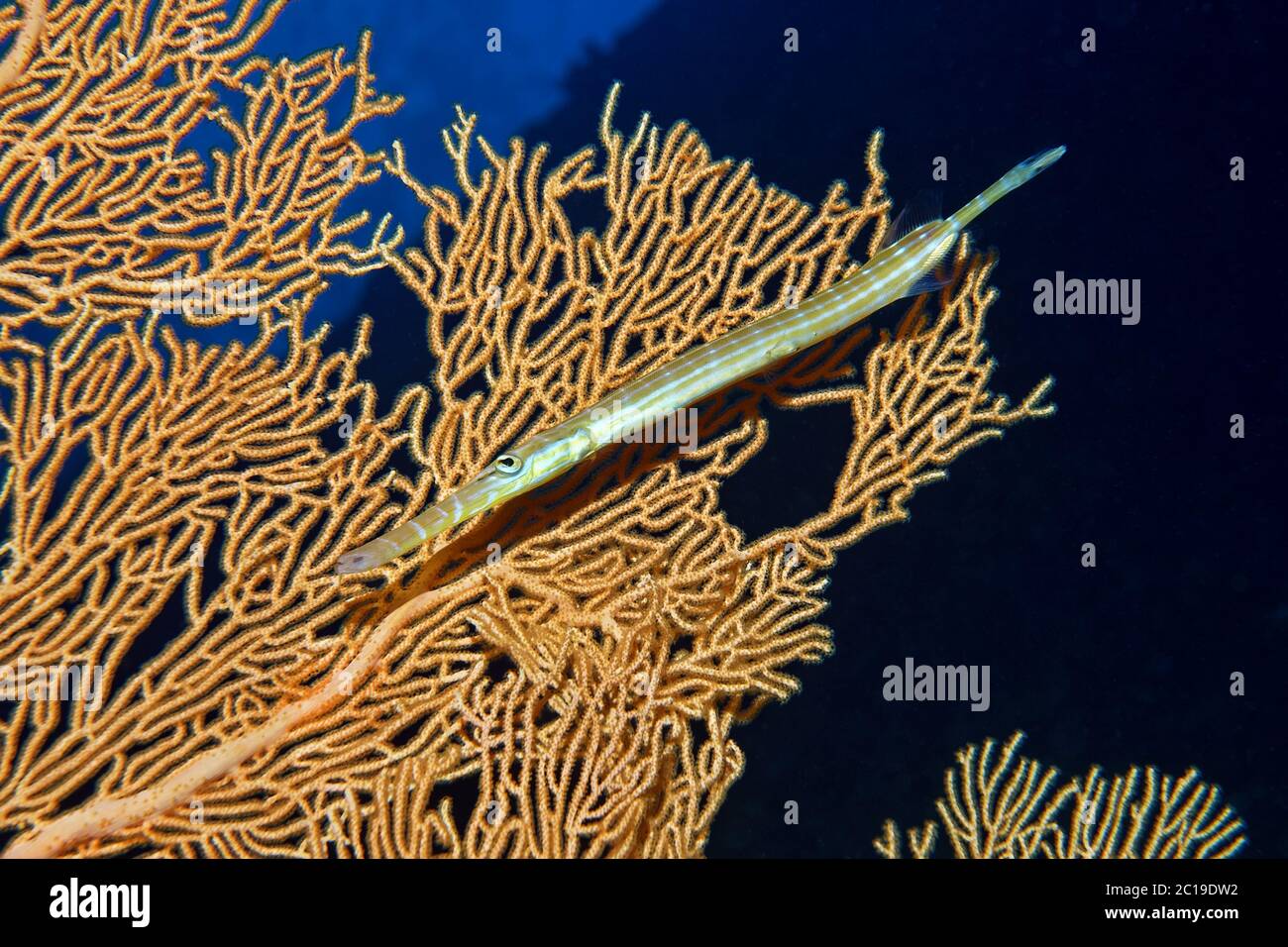 Trumpetfish aulostomus chinensis fish hi-res stock photography and