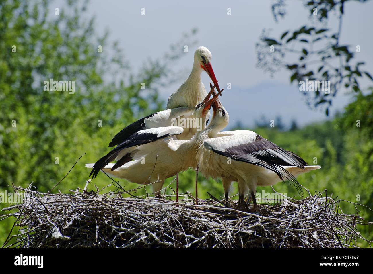 White storks - Ciconia ciconia Stock Photo