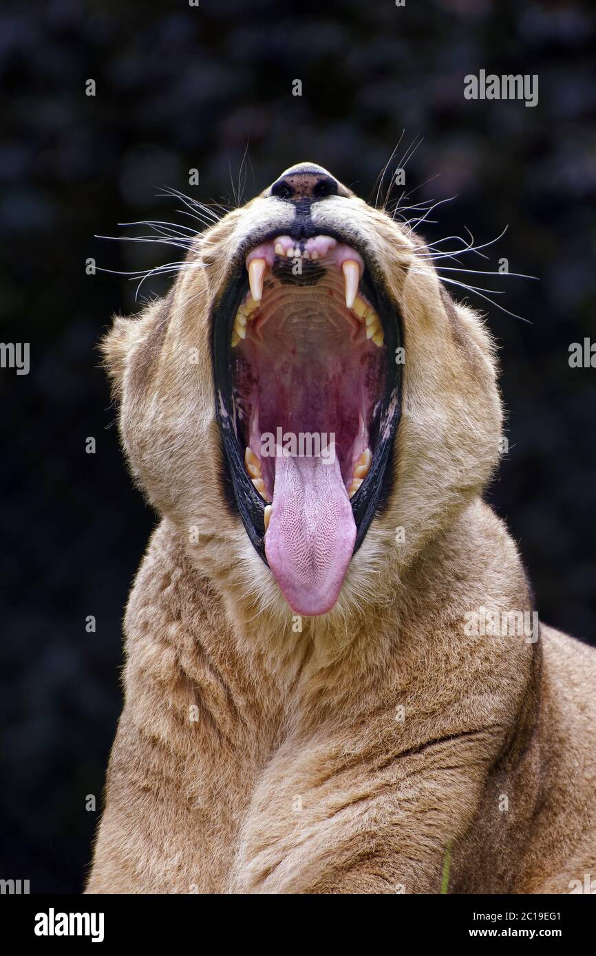 African lioness - Panthera leo Stock Photo