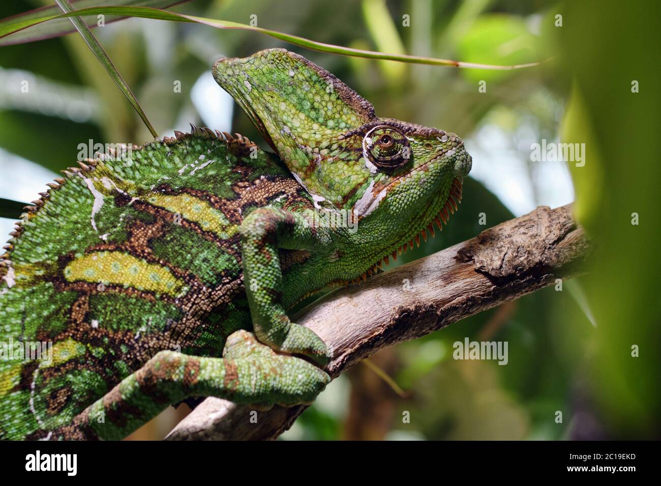 Veiled chameleon - Chamaeleo calyptratus Stock Photo