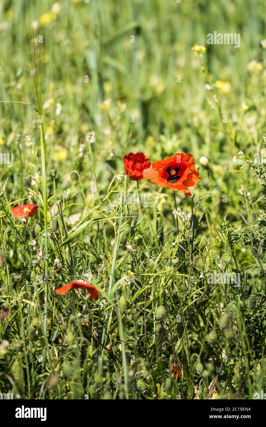 Common Poppies Papaver rhoeas growing as part of the Arable Fields Project on Pentire Point West in Newquay in Cornwall. Stock Photo