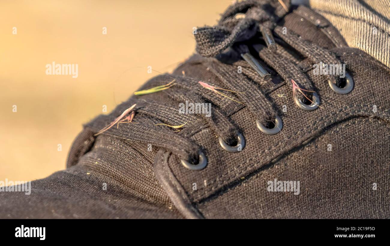 Panorama Hitchhiker grass weeds on the lace up black canvas sneaker