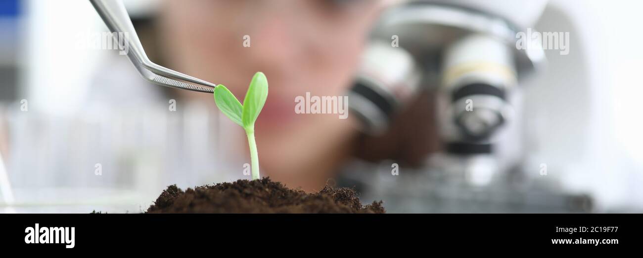 Close-up in laboratory stands sprout in ground Stock Photo - Alamy