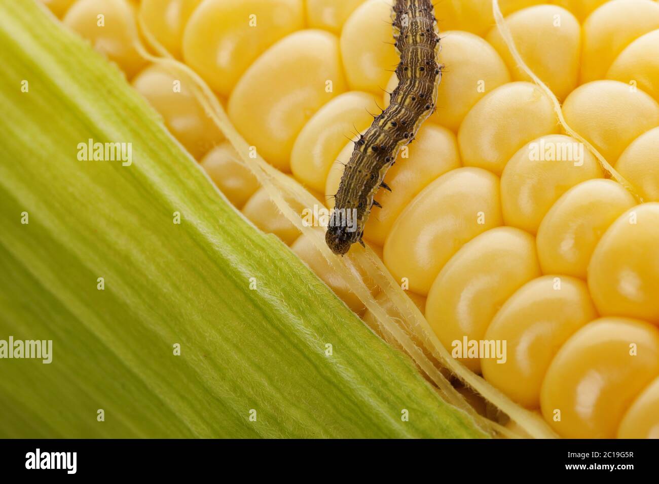 Worm on organic maize. Stock Photo