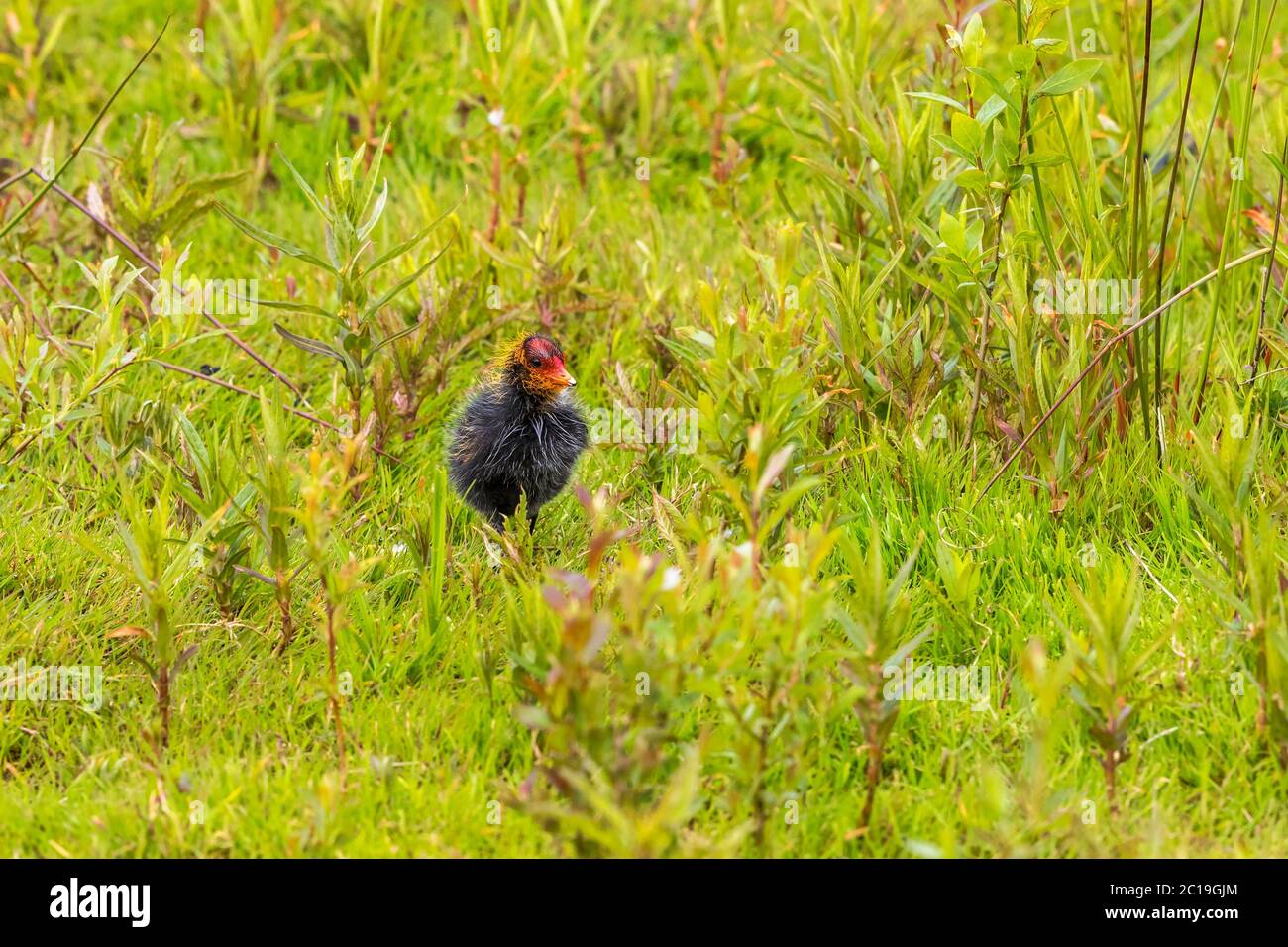 Ugly little coot chicken on the meadow Stock Photo