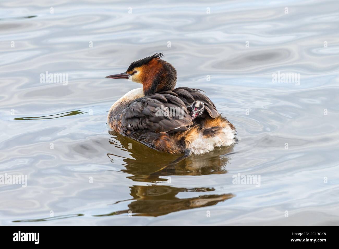 Crested Grebe with a young chick on the back swimming in the water Stock Photo