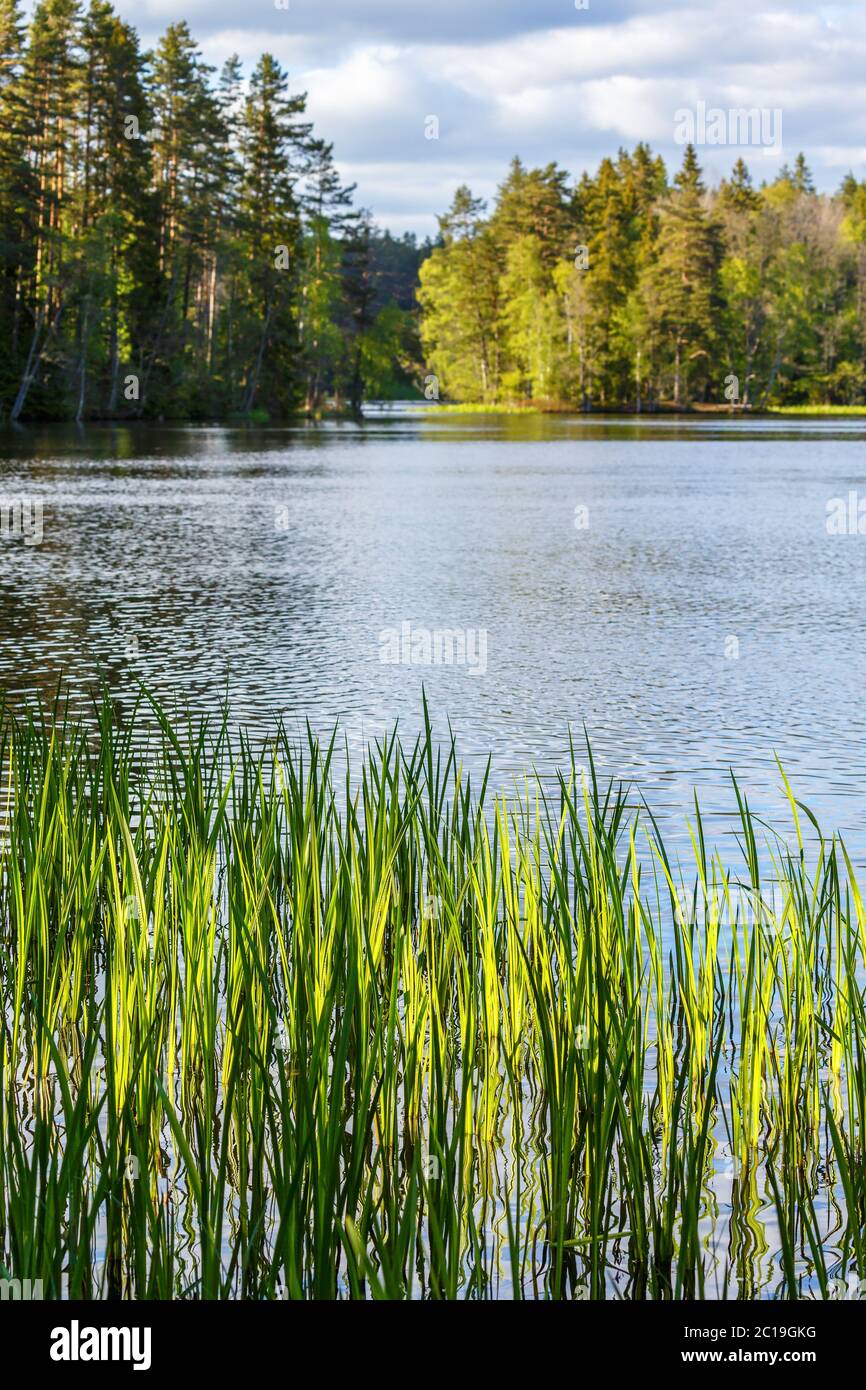 Lake With Reeds Views lake trees reeds hi-res stock photography and images - Alamy