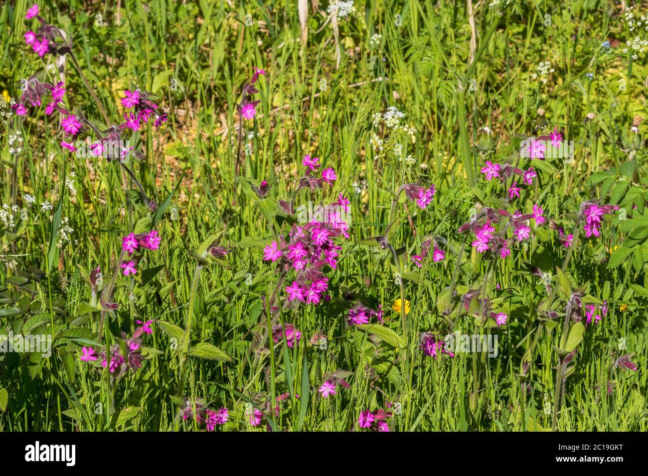 Red campion flowers on a summer meadow Stock Photo