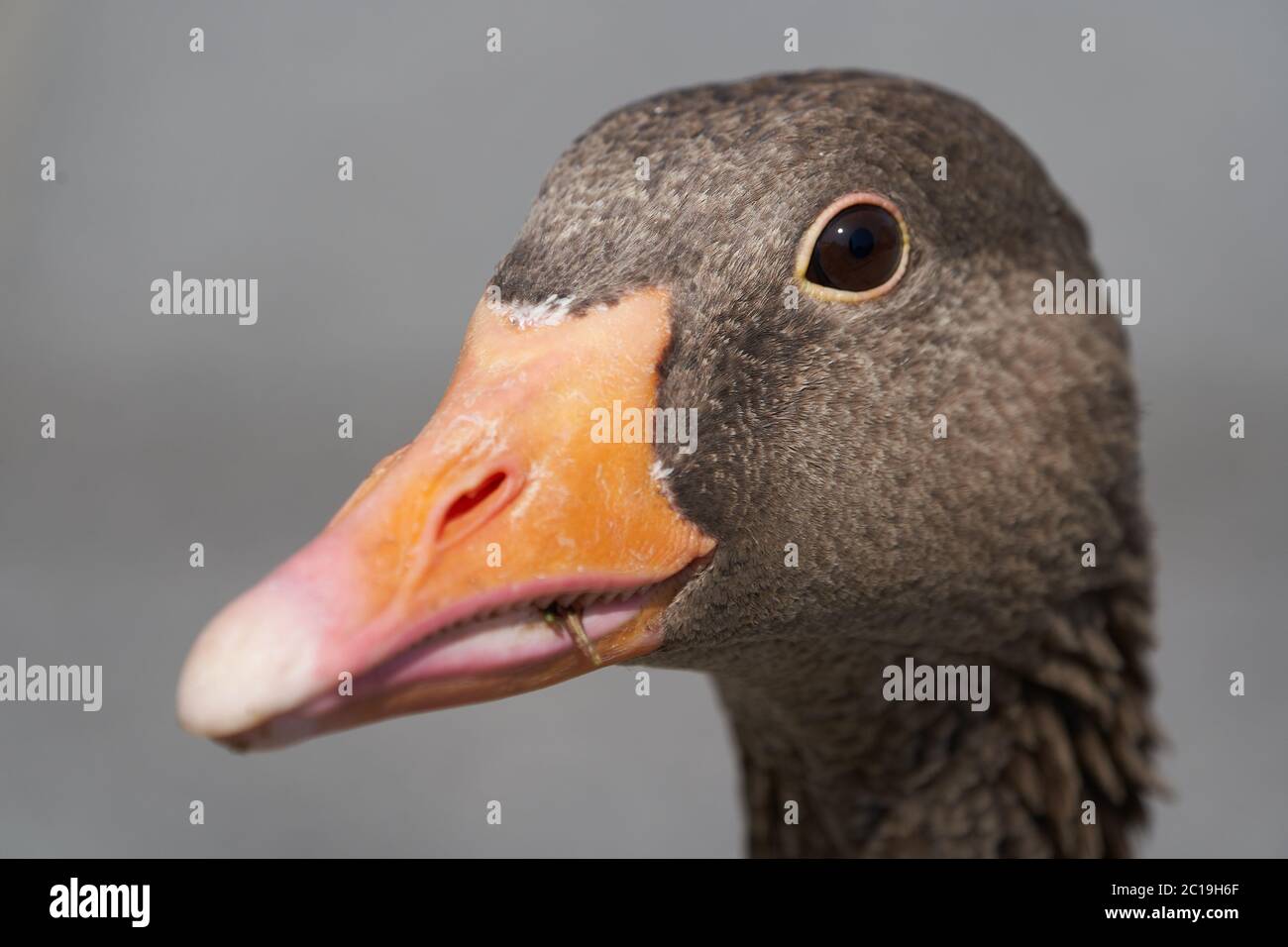 Greylag goose Anser anser large goose waterfowl Anatidae Portrait Stock Photo