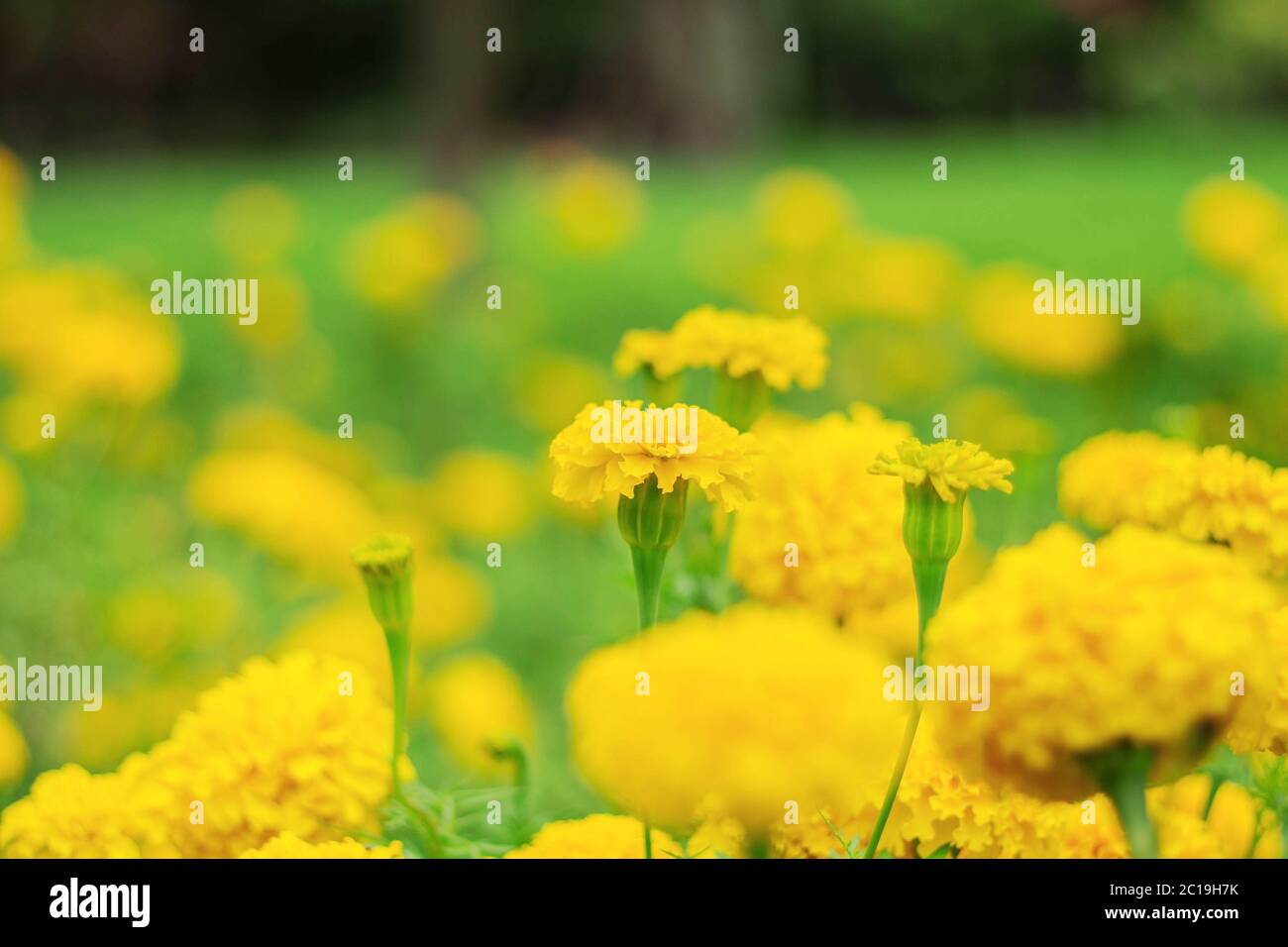 marigold in garden. Stock Photo