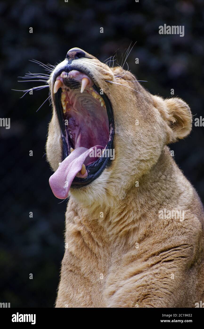 African lioness - Panthera leo Stock Photo