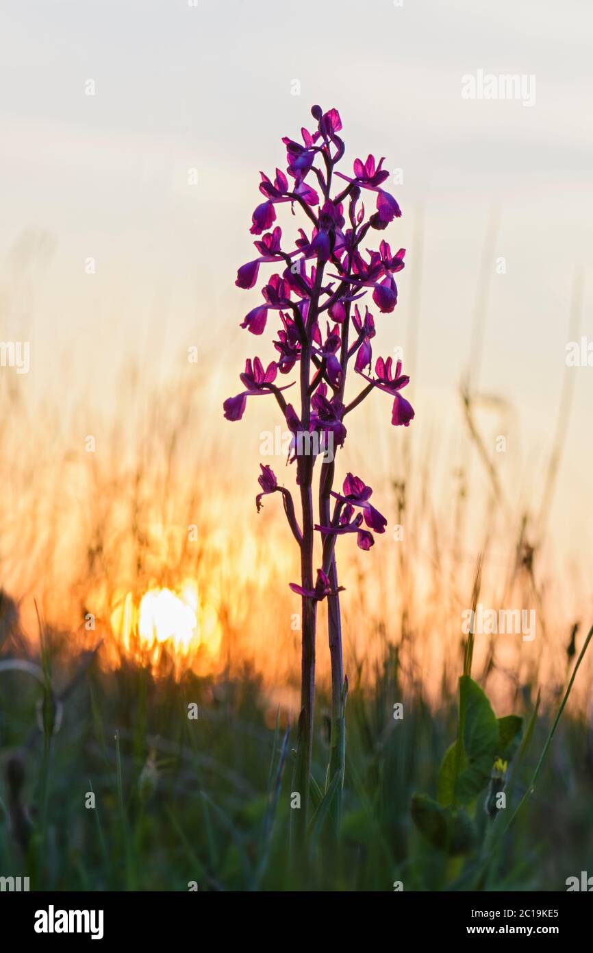 Loose-flowered Orchid - Orchis laxiflora, beautiful pink flowered plant from European meadows and marshes, Pag island, Croatia. Stock Photo