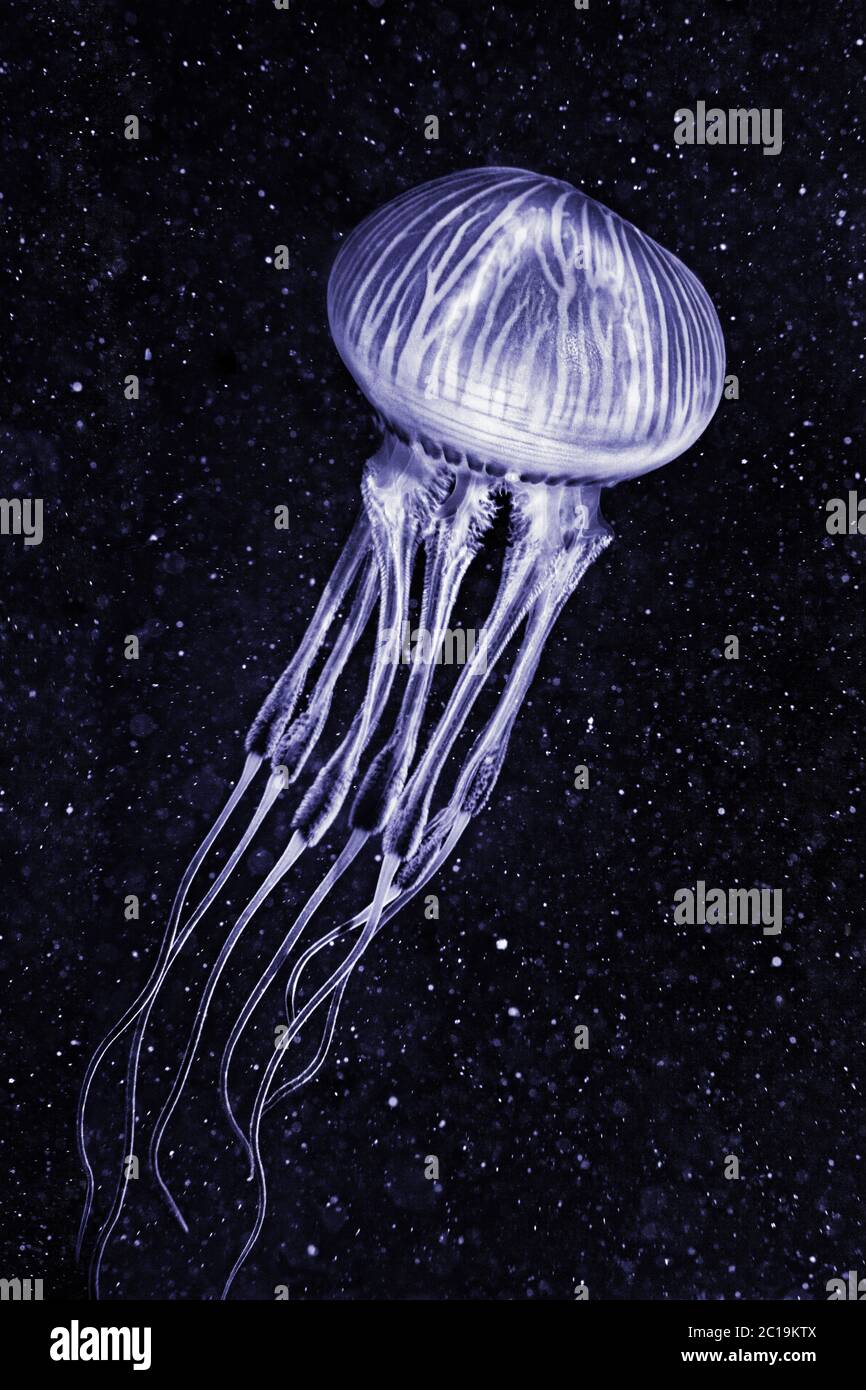 Jellyfish (Unknown scientific name) Stock Photo
