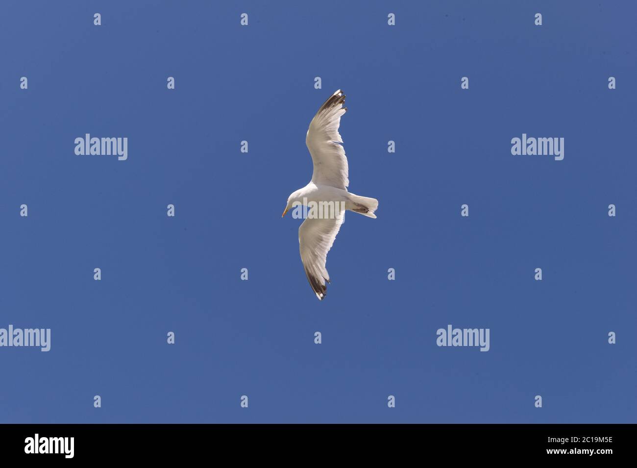 A lonely seagull is flying in the center of a blue sky Stock Photo