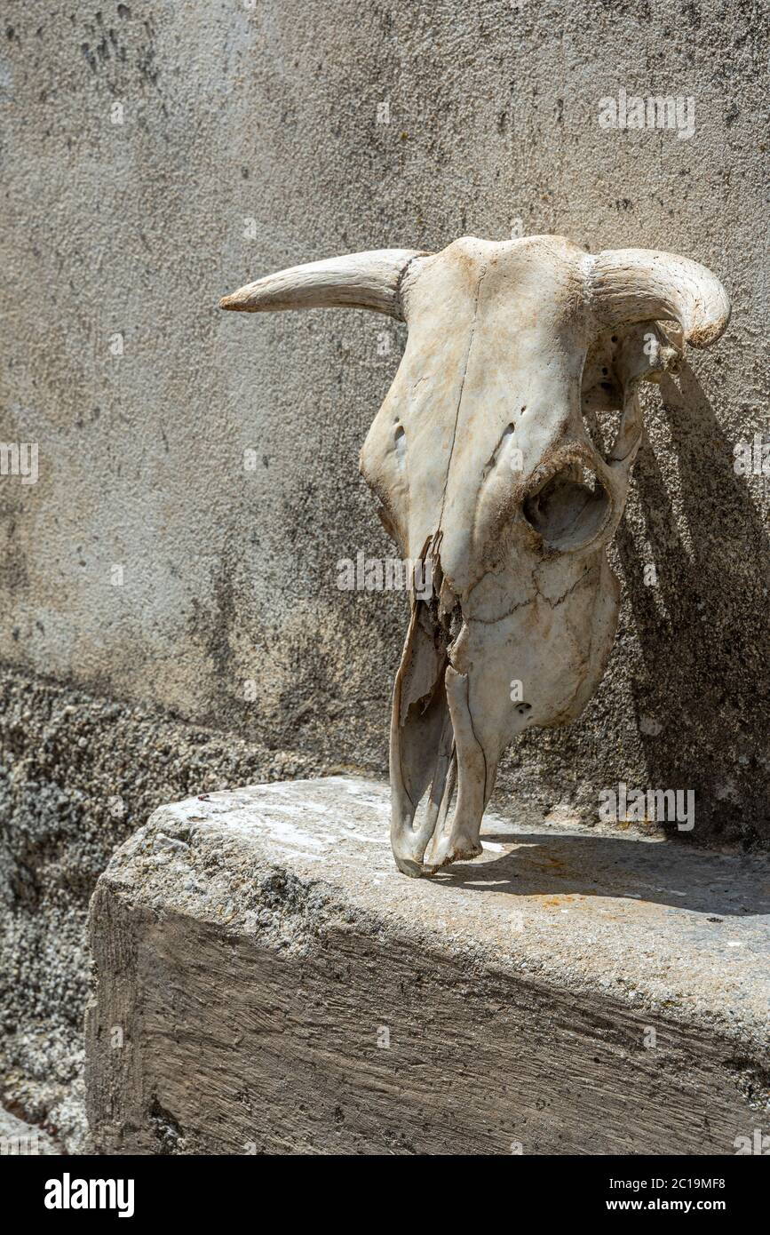 decoration with cow skull outside the house Stock Photo