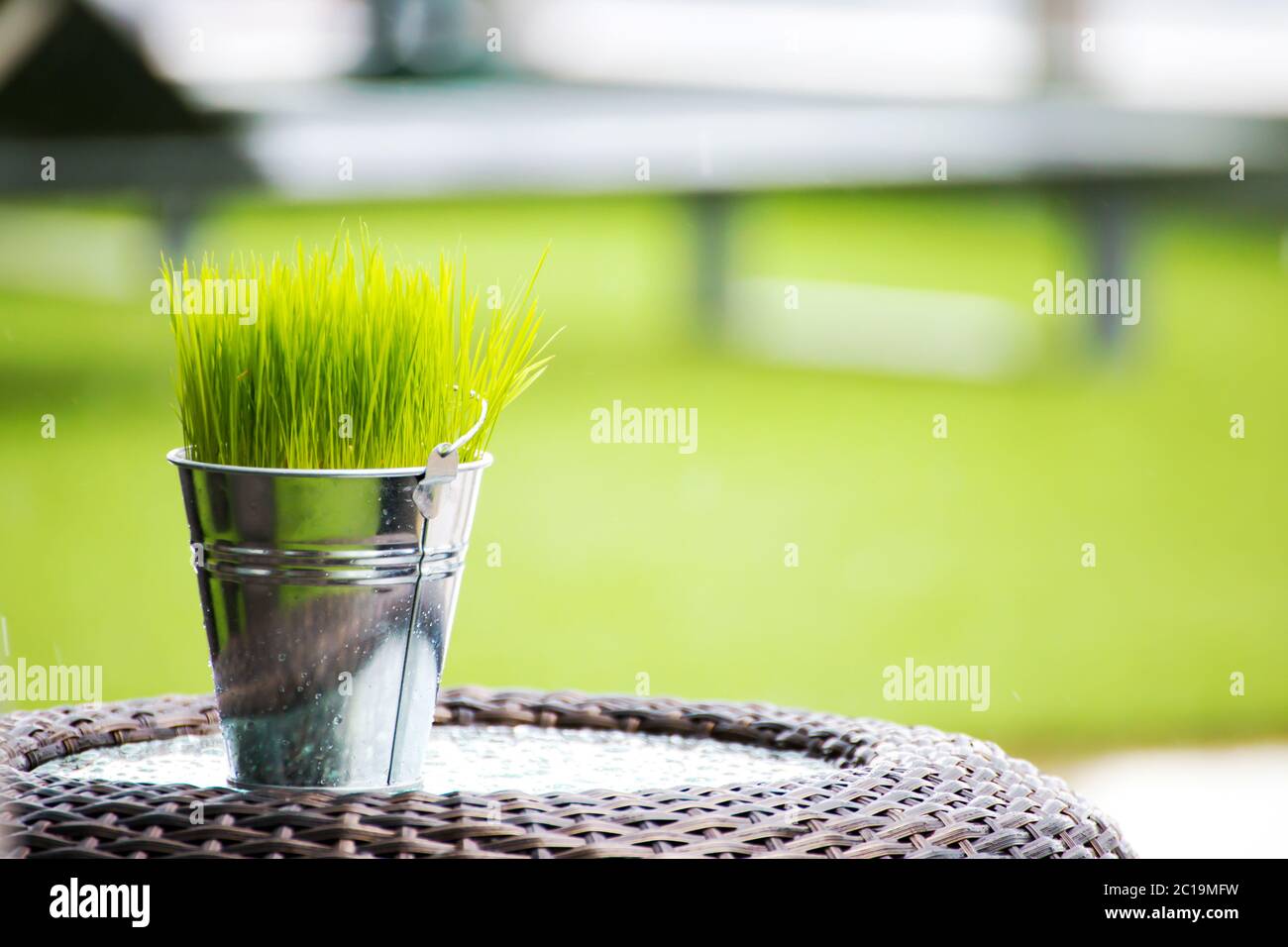 organic grass in pot on the coffee table. Stock Photo