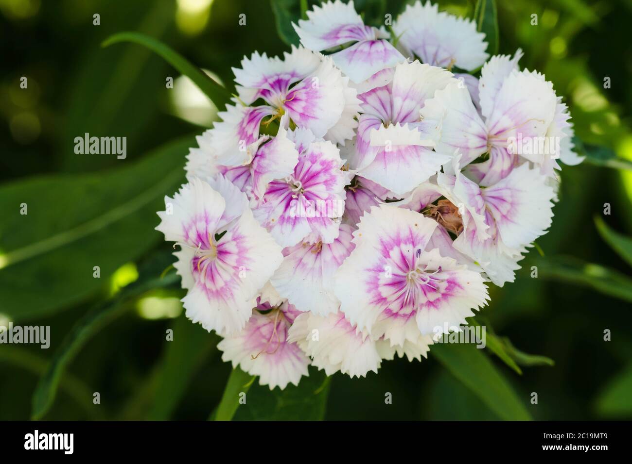 the small pink and while blooms produced by this Sweet William wildflower Stock Photo