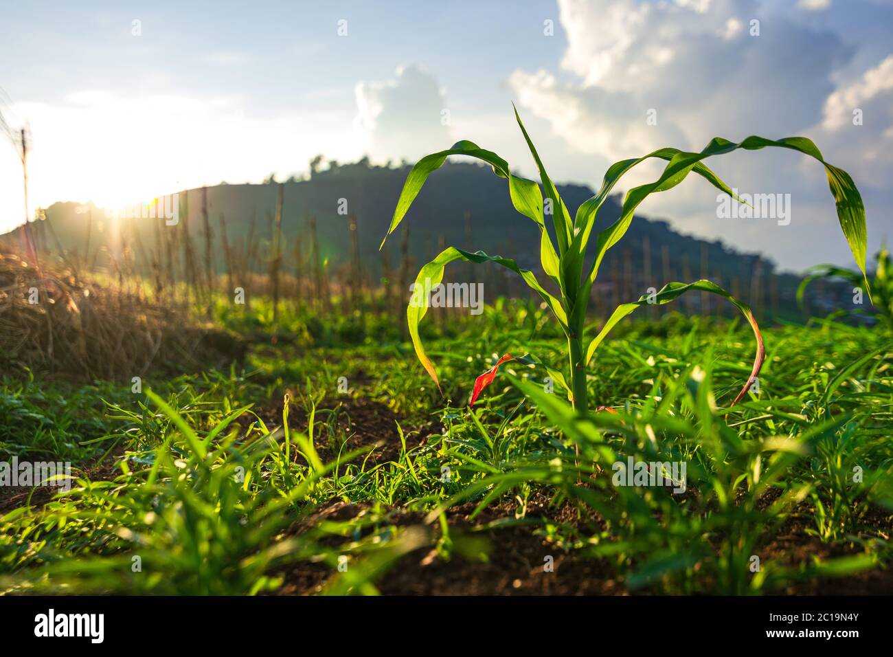 Young potato corn plants hi-res stock photography and images - Alamy