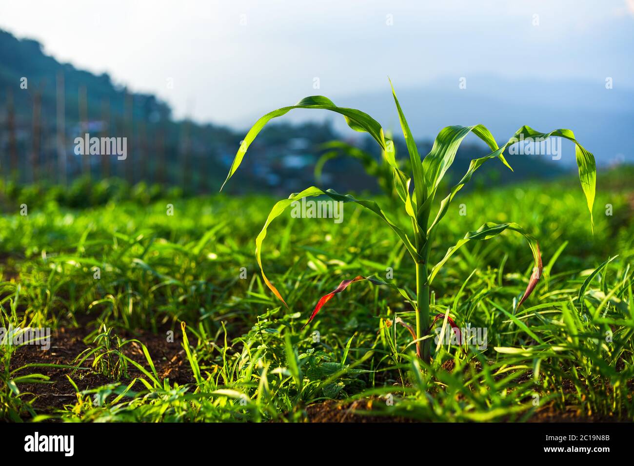 Young potato corn plants hi-res stock photography and images - Alamy