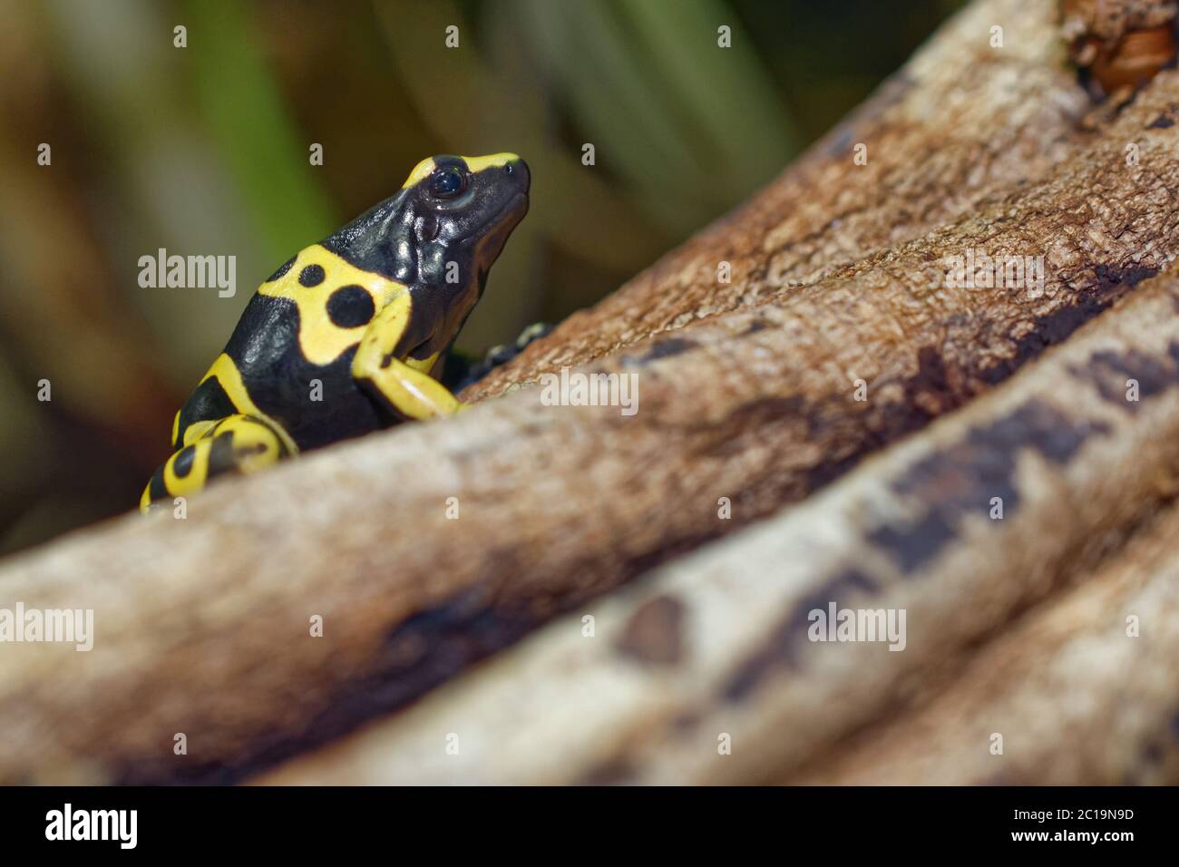 Yellow-banded poison dart frog - Dendrobates leucomelas Stock Photo