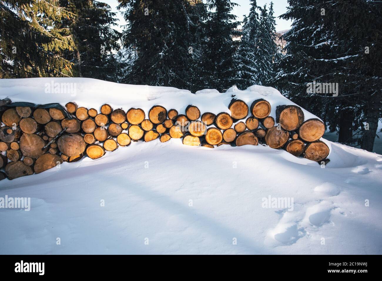 Stack pine log in the forest Stock Photo