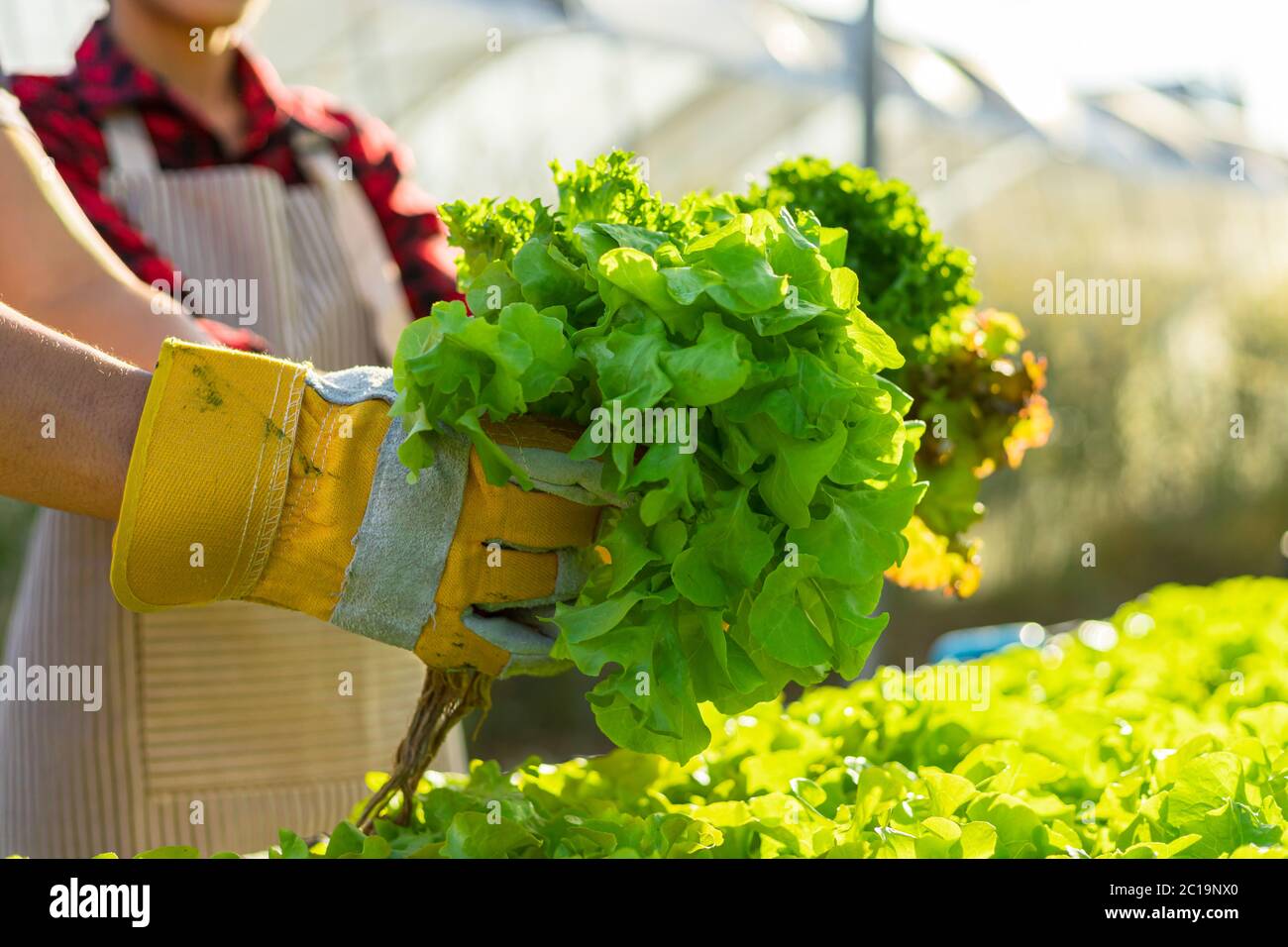 farmer ware agricultural gloves keep vegetable at hydroponic farm and observing growth vegetable meticulously before delivered to the customer. organi Stock Photo