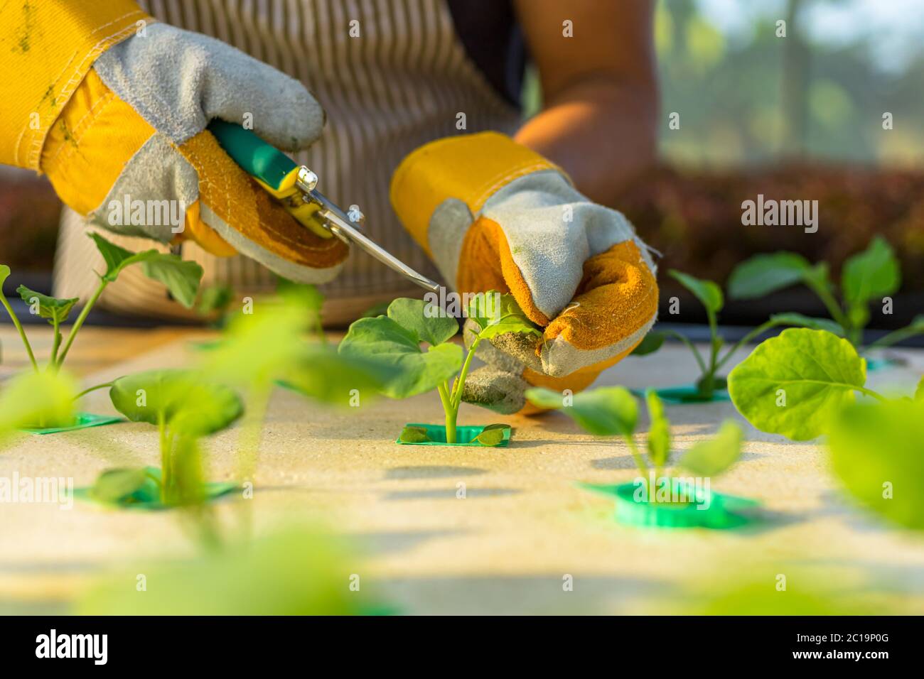 farmer ware agricultural gloves and use pruning shears at hydroponic farm and observing growth vegetable meticulously before delivered to the custome Stock Photo