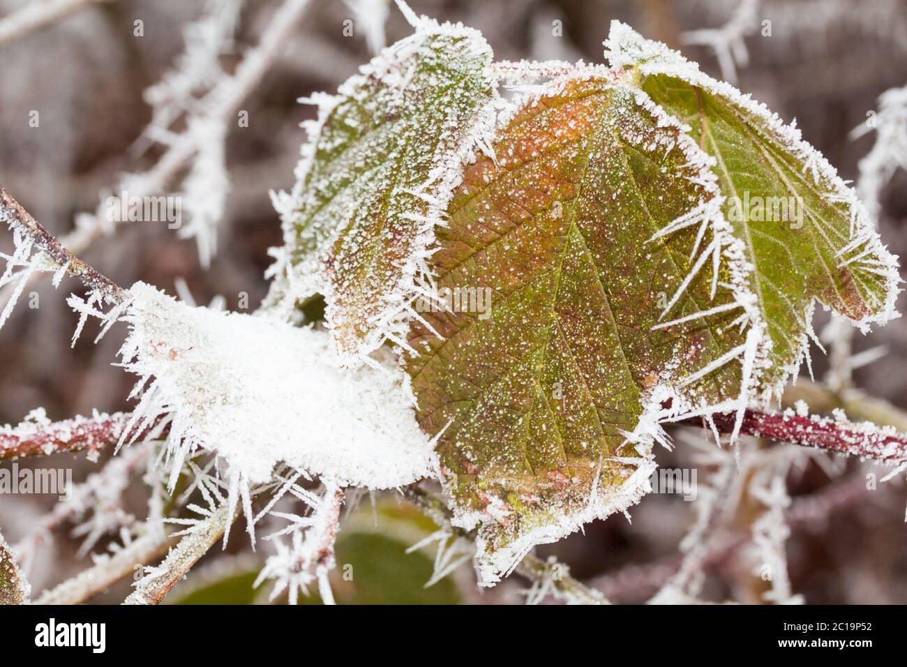 blackberry bush in winter Stock Photo