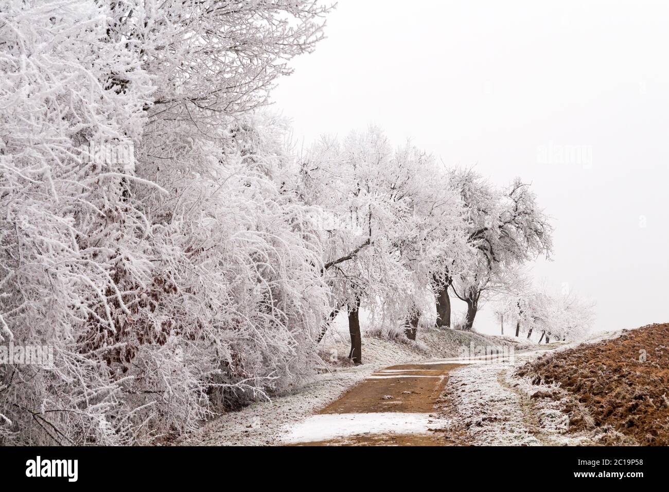white trees at a country lane Stock Photo