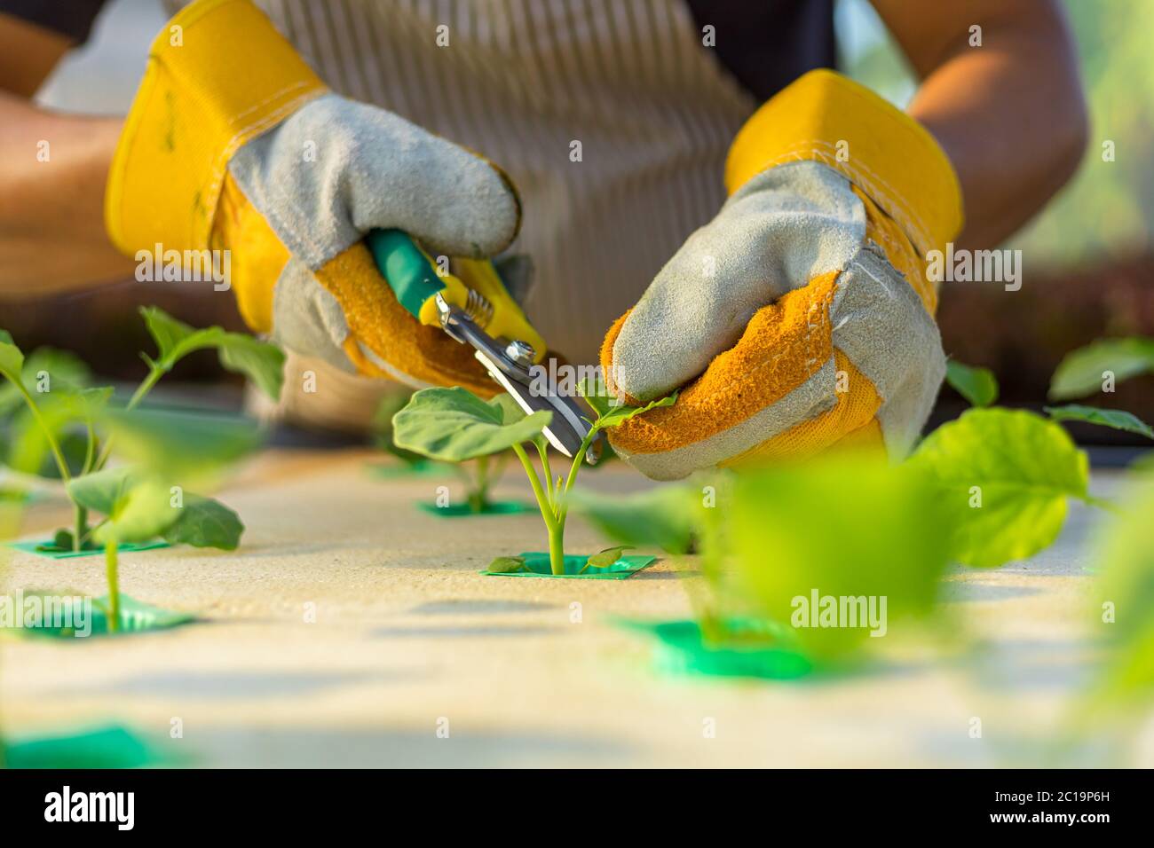 farmer ware agricultural gloves and use pruning shears at hydroponic