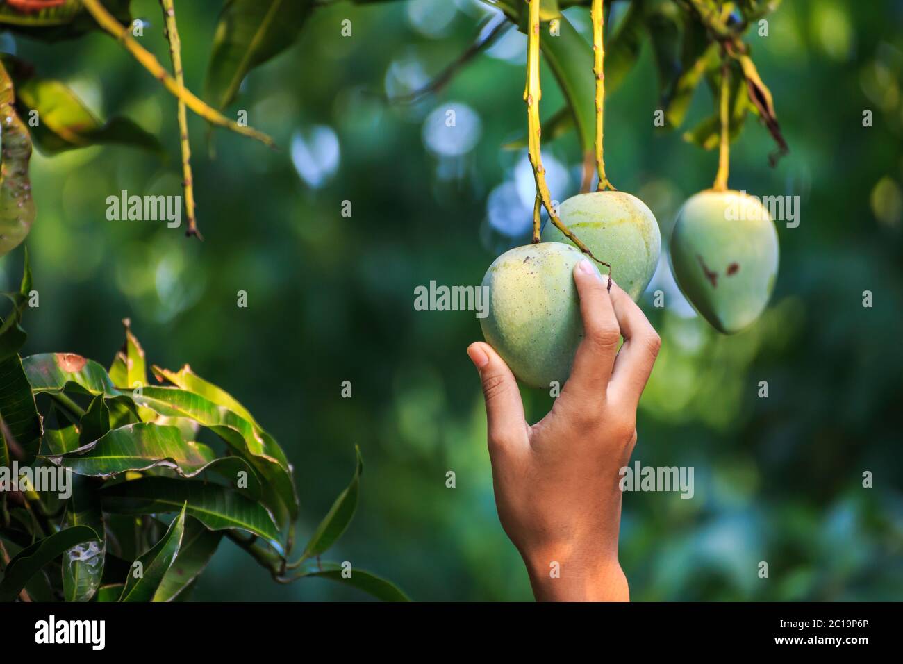 farmer picking mango in organic farm Stock Photo - Alamy