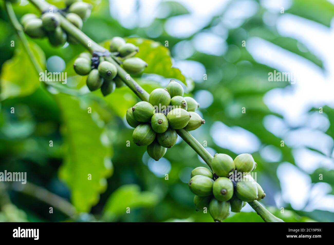 Coffee Plant. Coffee beans growing on a branch of coffee tree. Close up ...