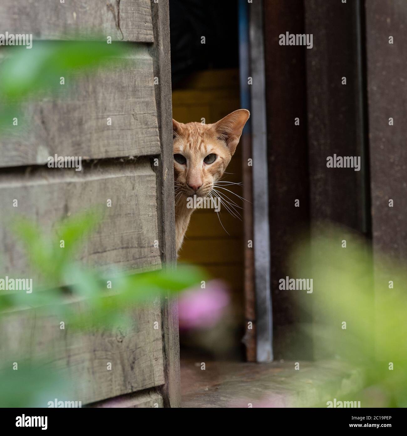 ginger red tabby oriental shorthair cat Stock Photo