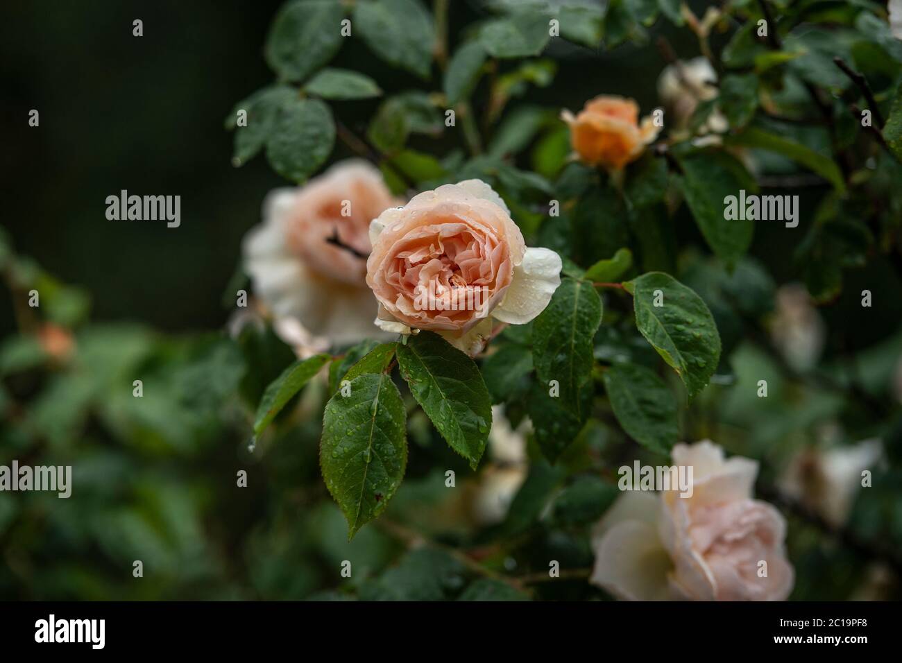 floribunda scented roses Stock Photo