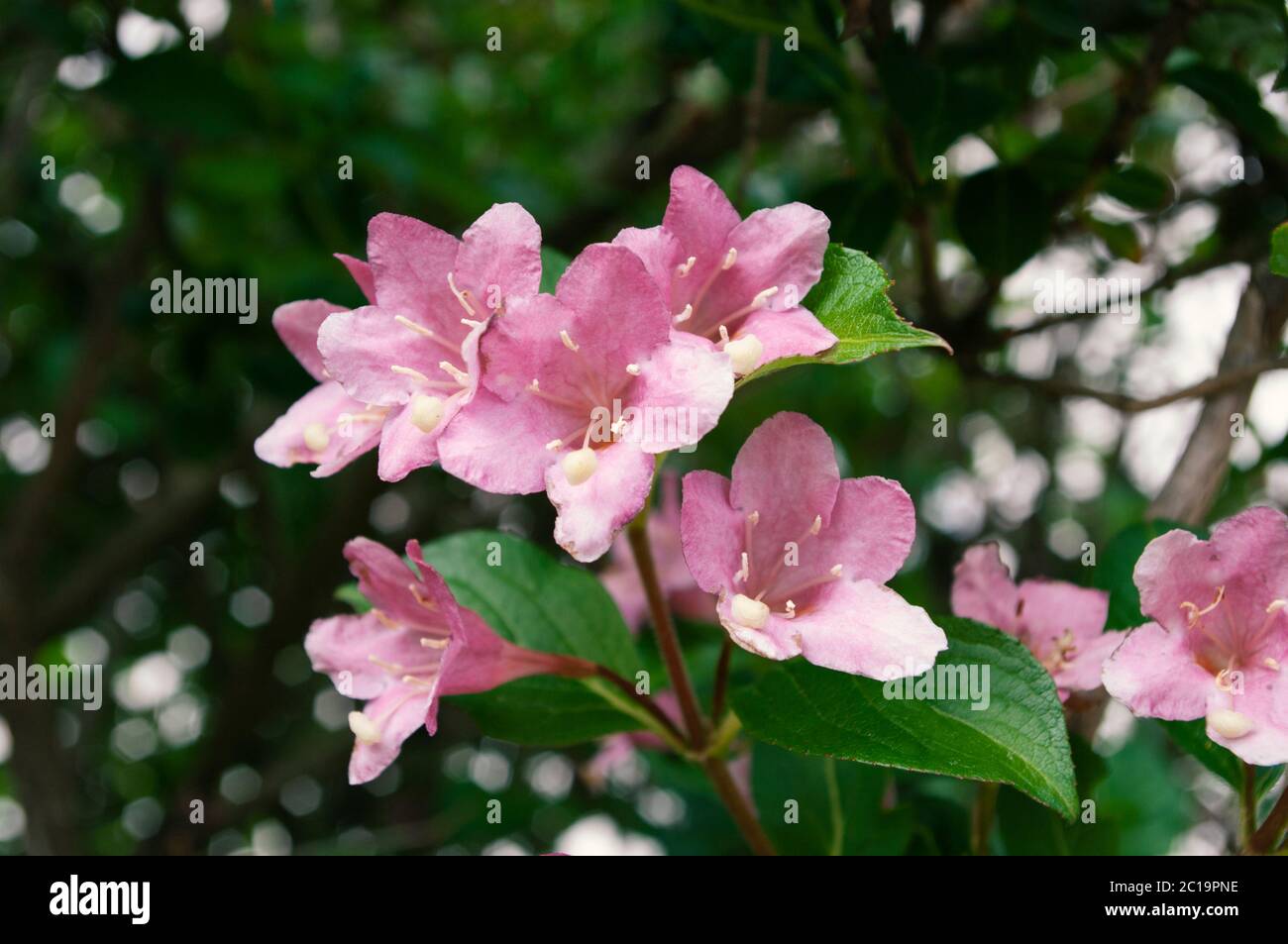 Weigela pink flowers blooming,spring time. Botanical background Stock
