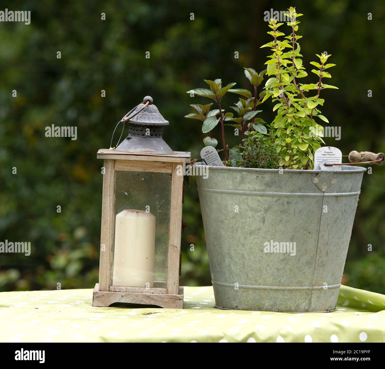 lantern and herb garden Stock Photo