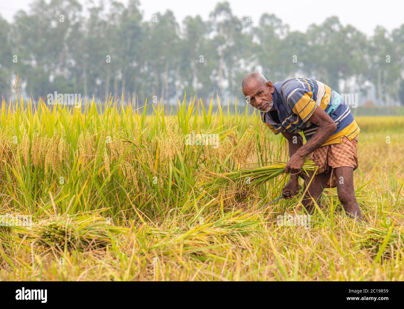 Farme rice yeld calactionagriculture workers on rice field in ...