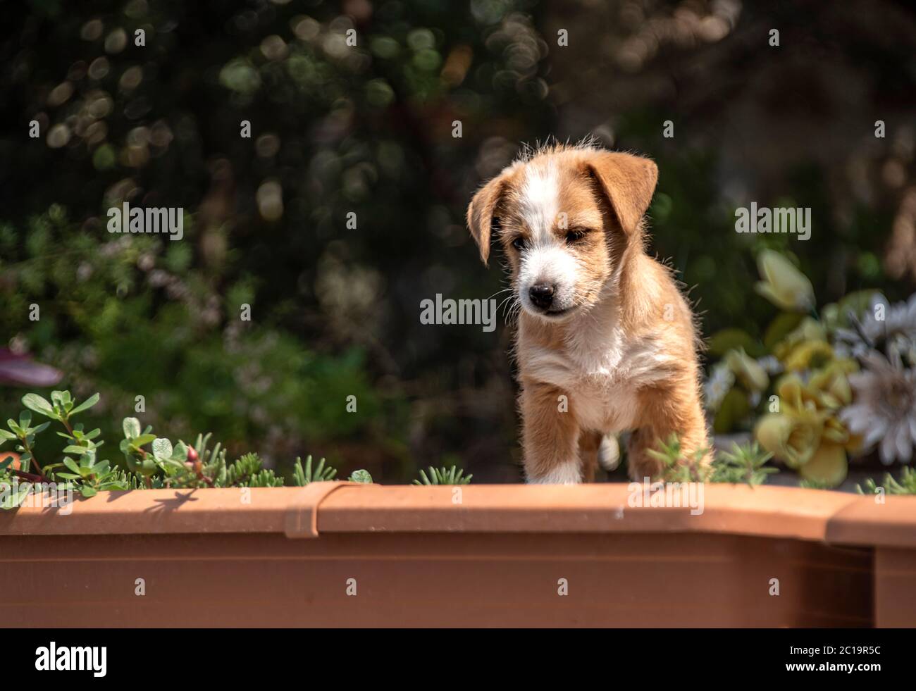 puppy on the street Stock Photo
