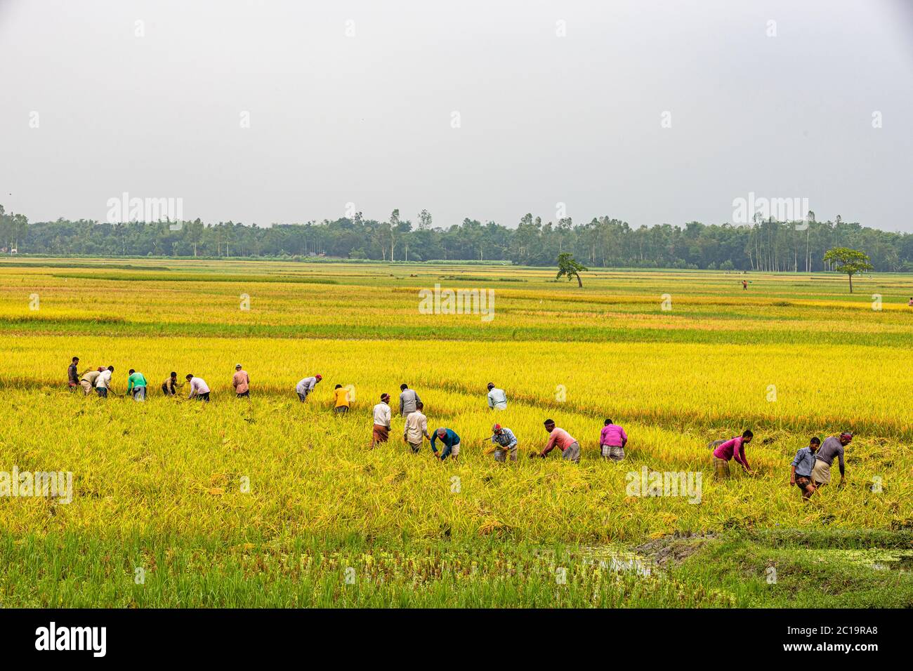 Farme rice yeld calactionagriculture workers on rice field in ...