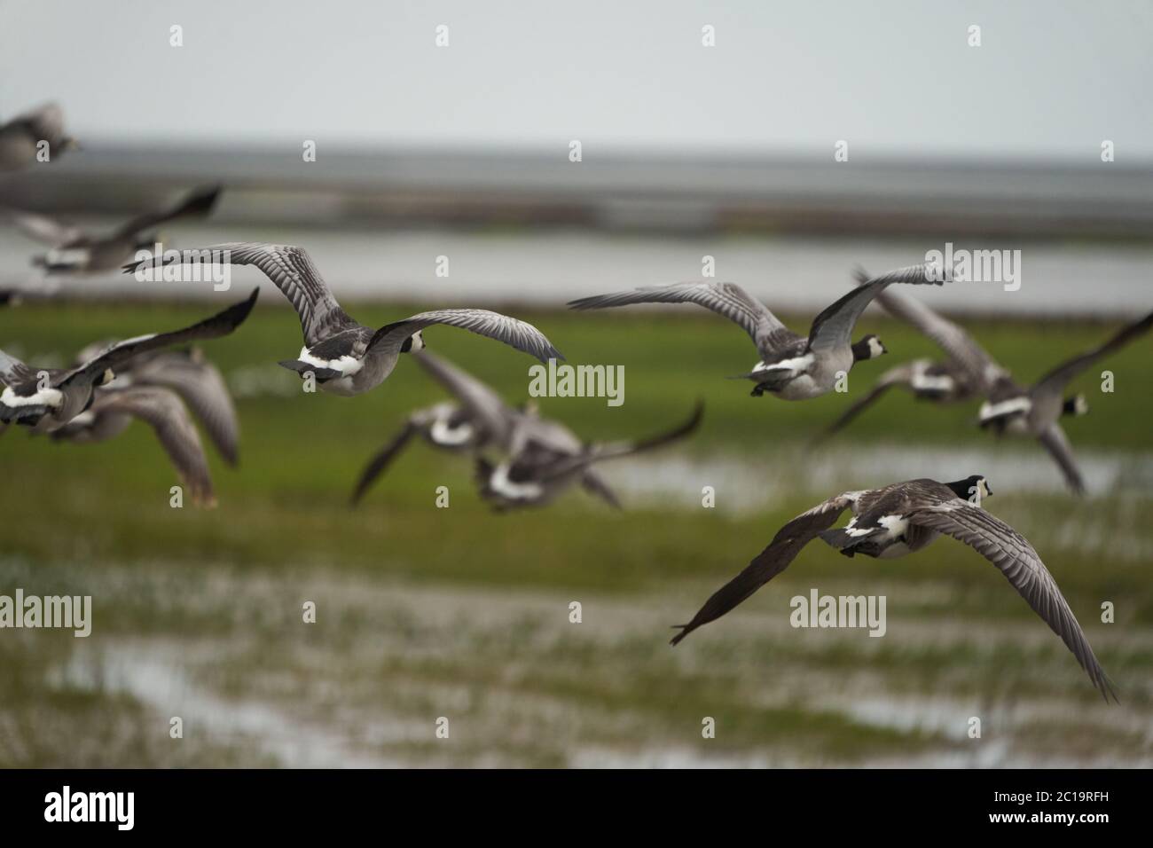 Canada goose Branta canadensis a large wild goose Portrait Stock Photo