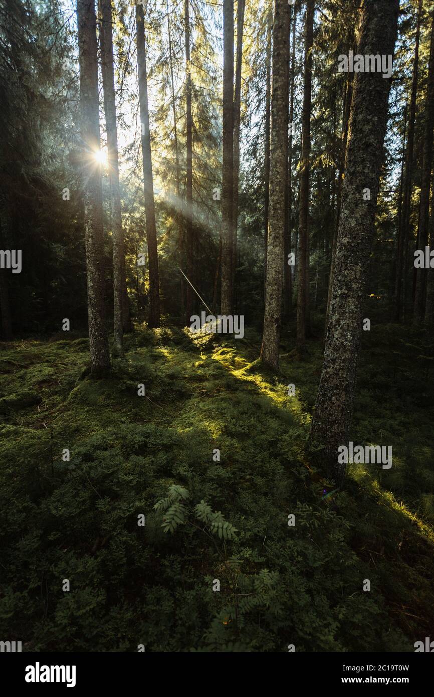 Morning lights in the forest.Sunbeam illuminate the green fresh plants