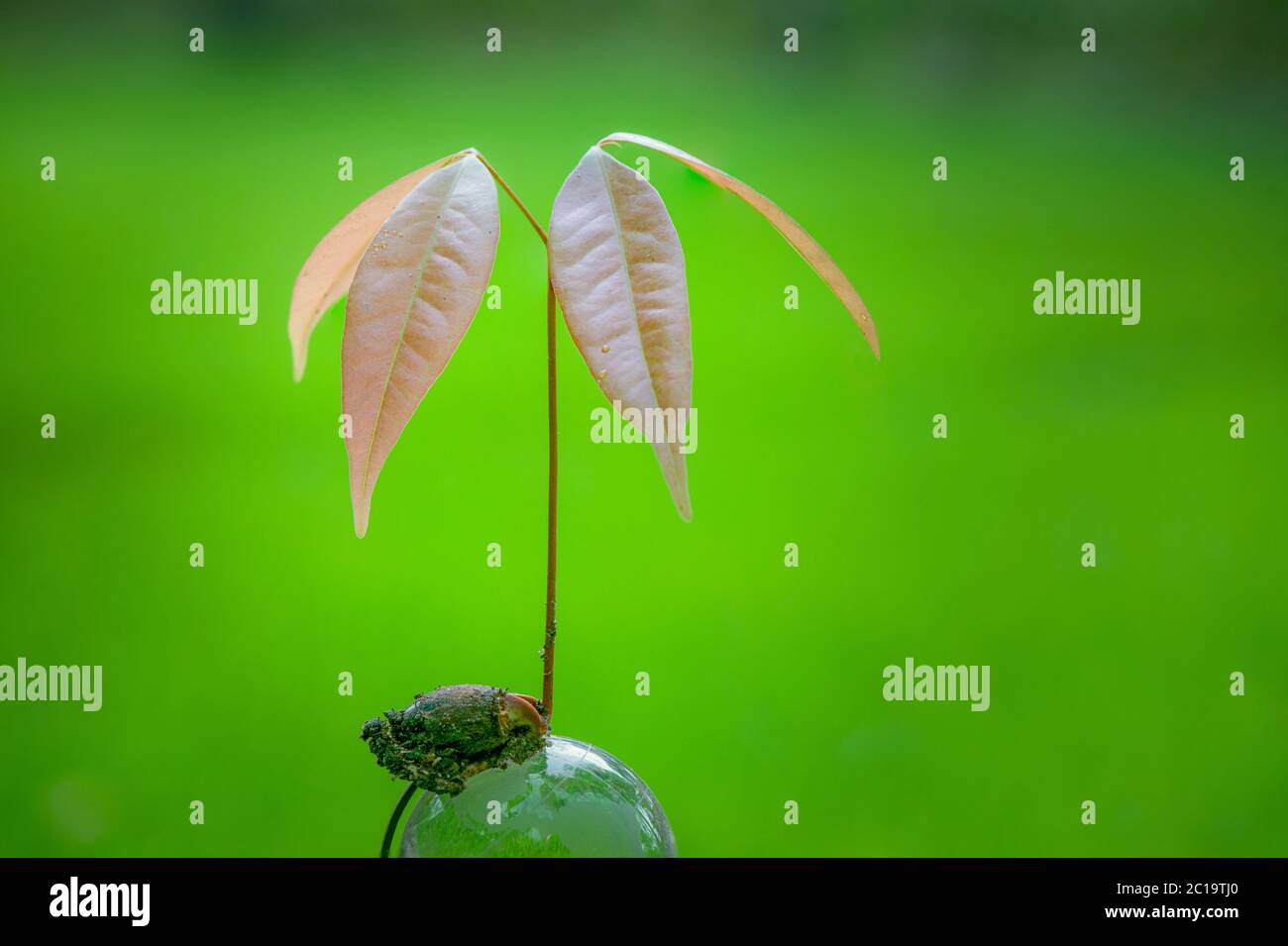 Lychee fruit seed germination Stock Photo