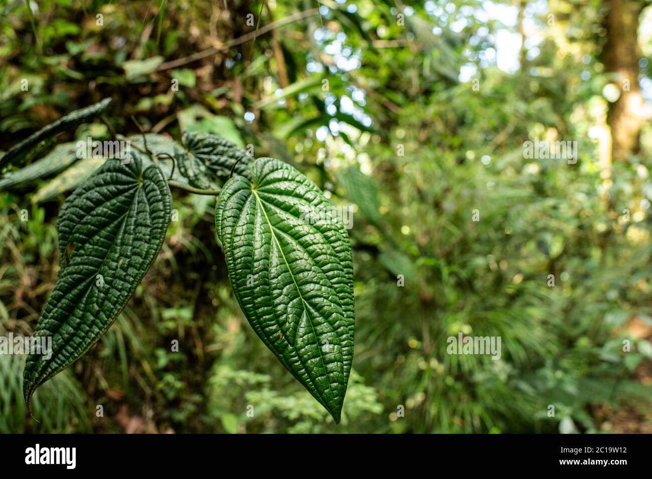 Pepper vines, Piper parmatum, Piperaceae, Santa Elena Biological Reserve, Costa Rica, Centroamerica Stock Photo
