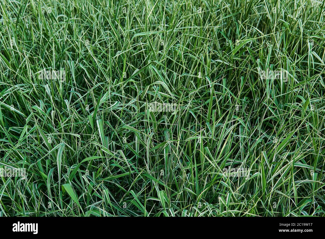 natural background - lawn of variegated phalaris ribbon grass with white stripes on leaves Stock Photo