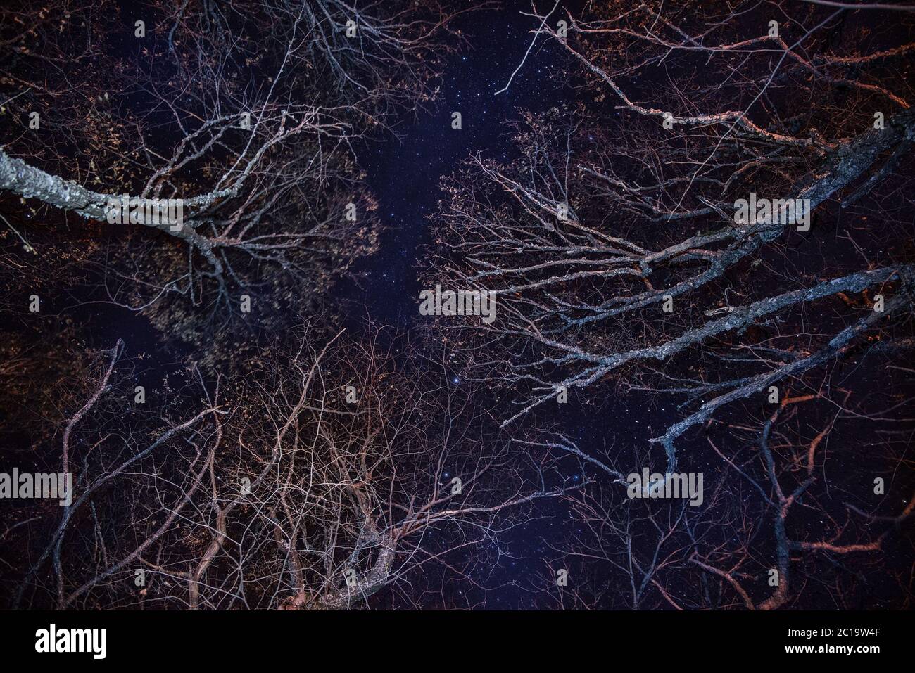 Forest, cozy fire and blue night sky Stock Photo - Alamy