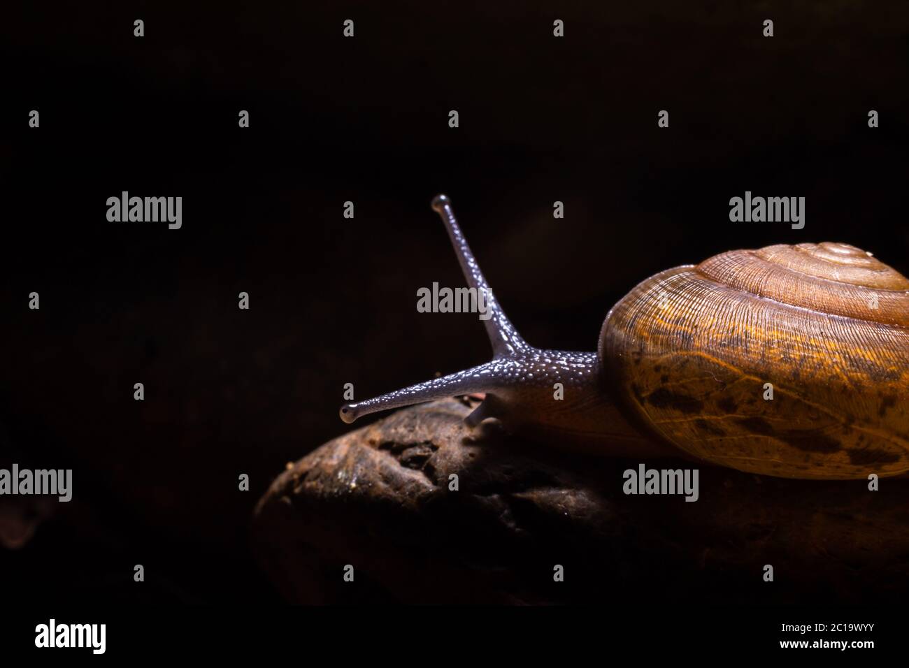 Snail gliding on the wet stone texture. Stock Photo